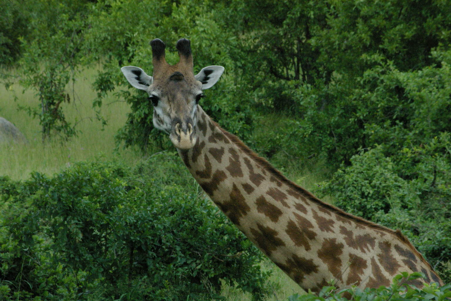 giraffe eyes | Colors of Zanzibar